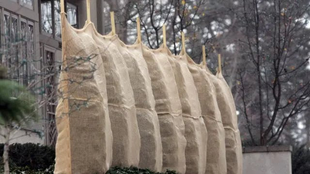 How to protect trees and shrubs in the winter - Futurescape Landscaping