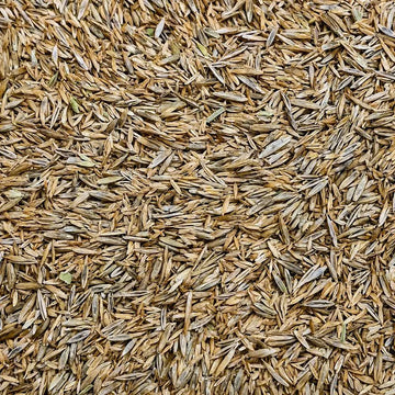 Classic Turf Seed (LB) - Futurescape Landscaping