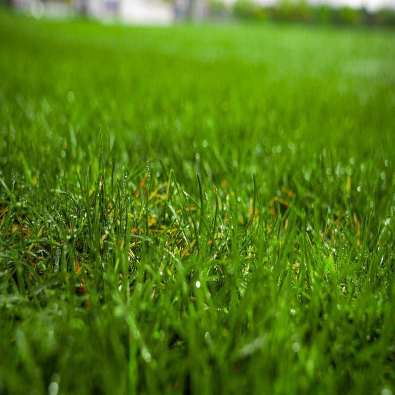 Classic Turf Seed (LB) - Futurescape Landscaping