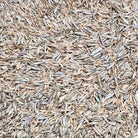 Jersey Kentucky Bluegrass Seed (LB) - Futurescape Landscaping