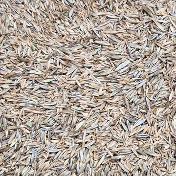 Jersey Kentucky Bluegrass Seed (LB) - Futurescape Landscaping