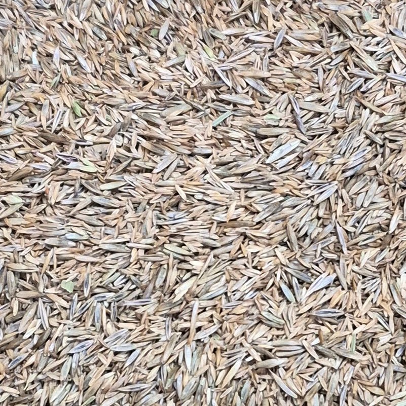 Jersey Kentucky Bluegrass Seed (LB) - Futurescape Landscaping