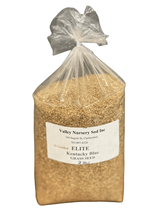 Kentucky Blue Elite Grass Seed - Futurescape Landscaping