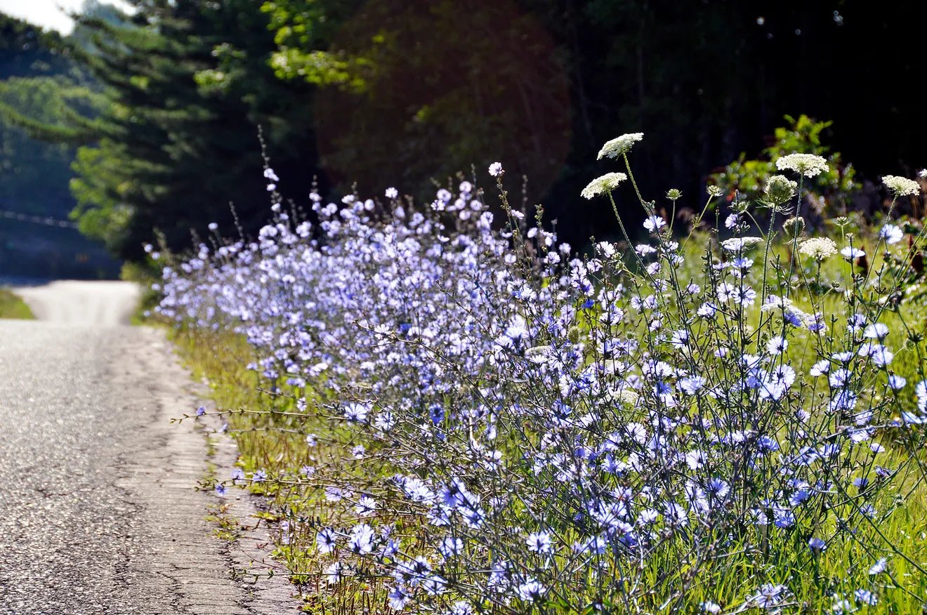 MTO Roadside Mixture - Futurescape Landscaping