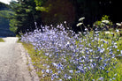 MTO Roadside Mixture - Futurescape Landscaping